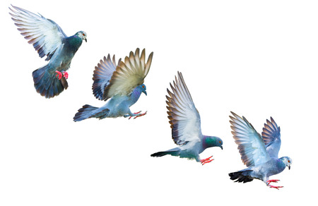 flying pigeon bird in action isolated on white backgroundの写真素材