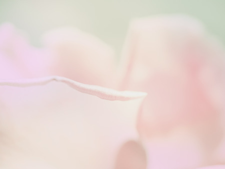 Pink rose, beautiful flower plant in vacation and relaxation  concept: element of greeting card design and decoration backdrop idea.の写真素材