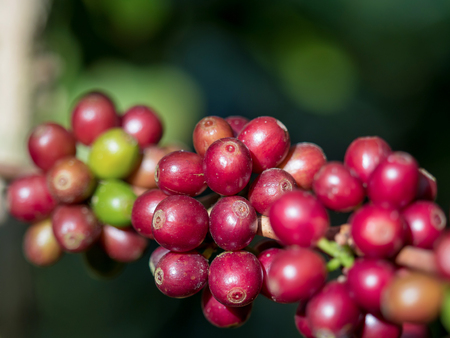 ripe coffee beans on the farm, to drink for refreshnessの写真素材