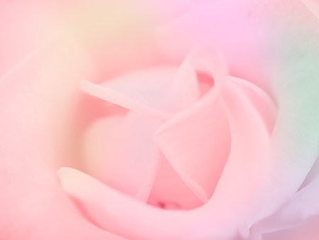 Pink rose, beautiful flower plant in vacation and relaxation  concept: element of greeting card design and decoration backdrop idea.の写真素材