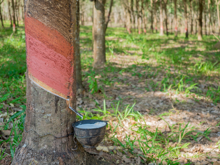 natural rubber harvest, white milk of latex from cutting bark of rubber tree collected on bowlの写真素材