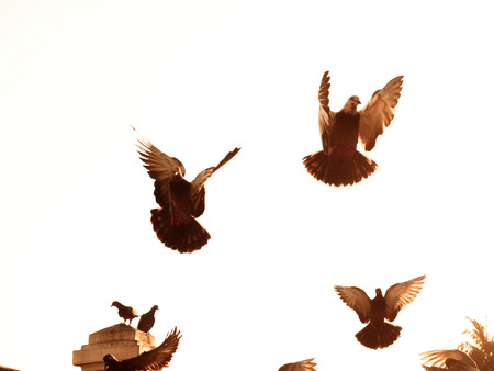 grey domestic pigeon bird in city parkの写真素材