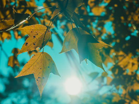 yellow red maple leaves in seasonal outdoor nature, falling leafの写真素材