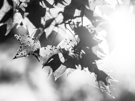 yellow red maple leaves in seasonal outdoor nature, falling leaf