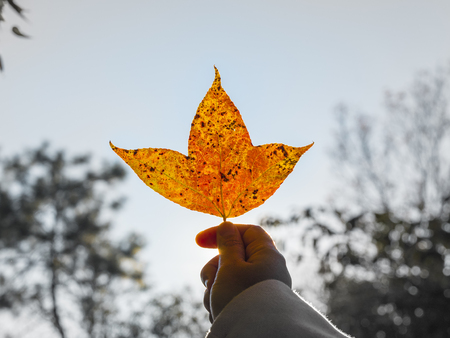 yellow red maple leaves in seasonal outdoor nature, falling leafの写真素材