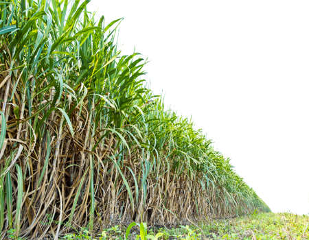 sugarcane plant field on white background ready to harvestの写真素材