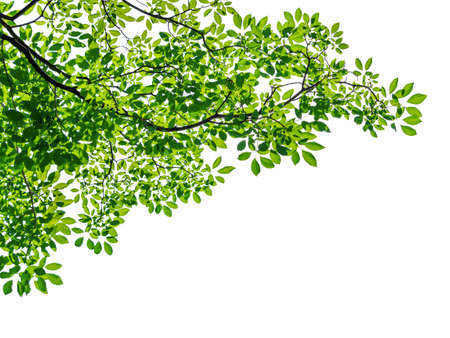 Tree leaf of tropical plant, vacation and relaxation concept: small leaves greeting card design...