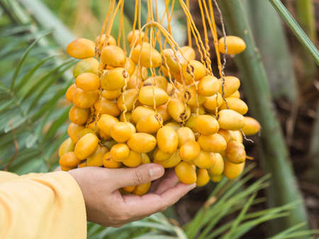 close up shot on ripen yellow dates, sweet palm fruits on branch of tree in the outdoor farm, ...