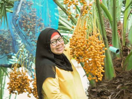 close up shot on ripen yellow dates, sweet palm fruits on branch of tree in the outdoor farm, ...