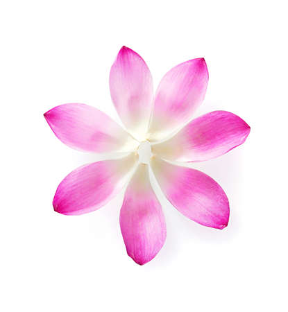 beautiful lotus petal on white background, element of greeting card designの写真素材
