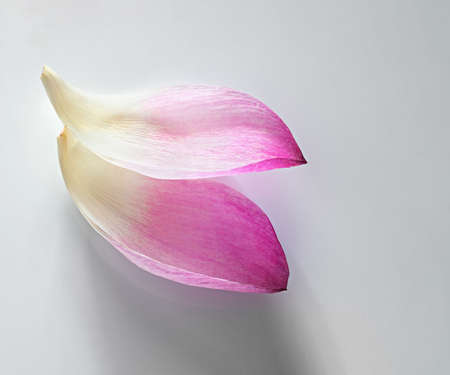 beautiful lotus petal on white background, element of greeting card design