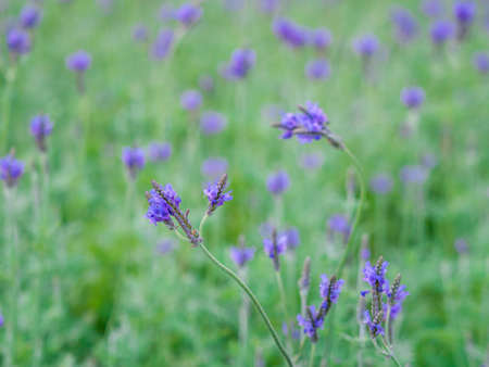 beautiful red flowers, decorative hand craft  on artistic backgroundの写真素材
