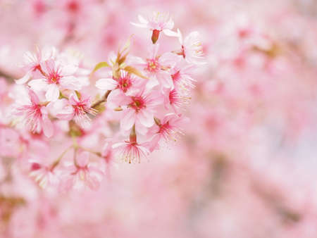 cherry blossom sakura flower blooming in spring season backgroundの写真素材