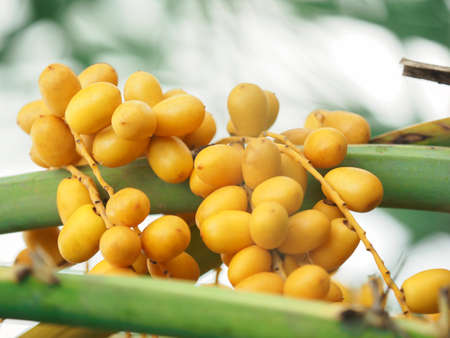 close up shot on ripen yellow dates, sweet palm fruits on branch of tree in the outdoor farm,  vegetable for diet with nutrition ingredient concept.の写真素材