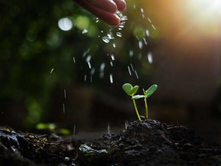 hand showering young sprout of plant in gardening in the soil for sustainable ecosystem environment, nature care conceptの写真素材