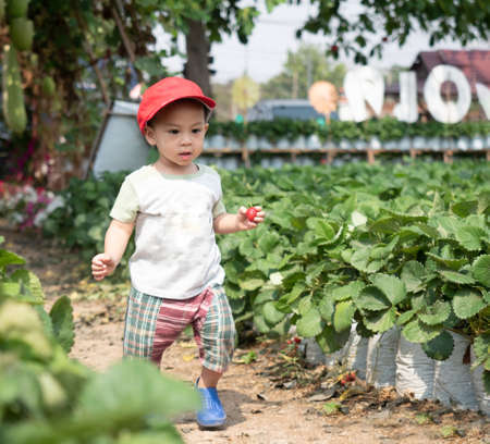cute child in lovely action, playing strawberry in hand to develop his skill, motherhood conceptの写真素材