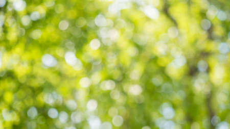 Tree leaf of tropical plant on blur background: small leaves for greeting card design and decoration backdrop ideaの写真素材