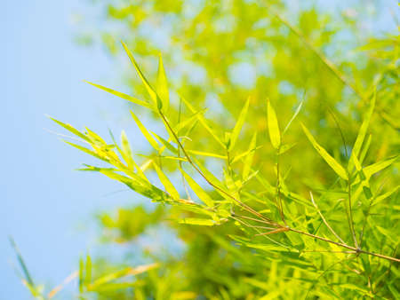 green bamboo leaf of tropical plant, small leaves of element for greeting card design
