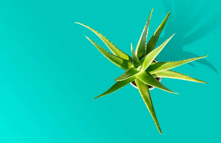 aloe vera isolated on cyan background with long shadowの写真素材