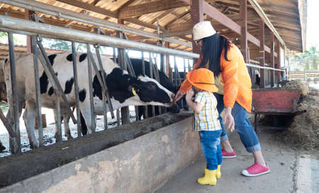 asian kid in a farmer dress feeding some milk to a cow in the cow farmの写真素材