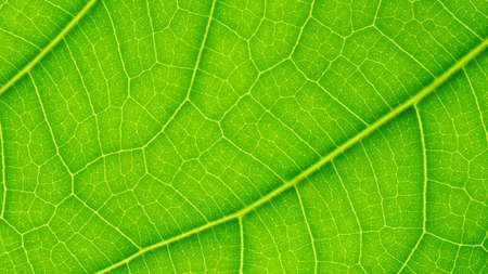Tree leaf of tropical plant, texture of small leaves for greeting card design and decoration...