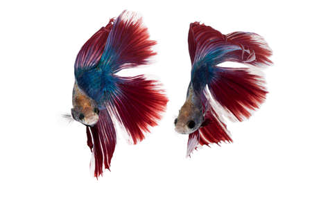 Portrait of beautiful alive betta fish on clear water, people feed them as a pet