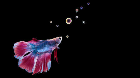 Portrait of beautiful alive betta fish on clear water, people feed them as a petの写真素材