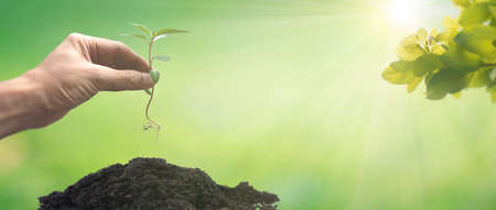 human hand holding sprout of baby plant to planting in outdoor farm, go green concept