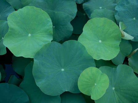 beautiful green lotus leaves on outdoor pond, go green concept