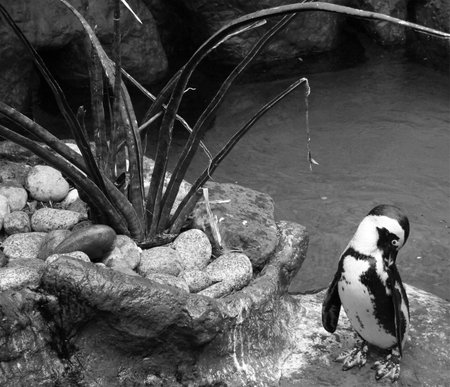 Lonely Penguinの写真素材