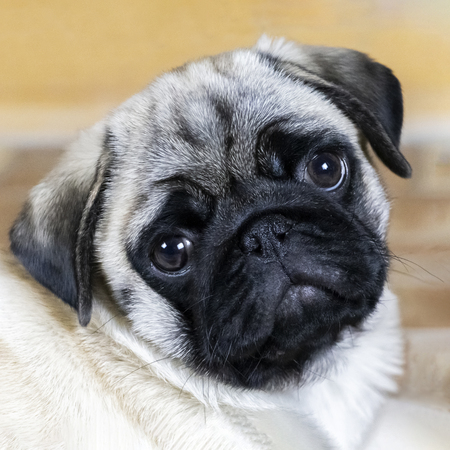 Pug puppy attentively looksの写真素材