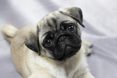 Pug puppy playfully looks at you, portraitの写真素材