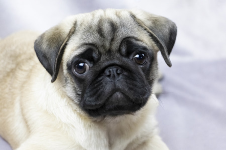 Pug puppy attentively looks at you, portraitの写真素材