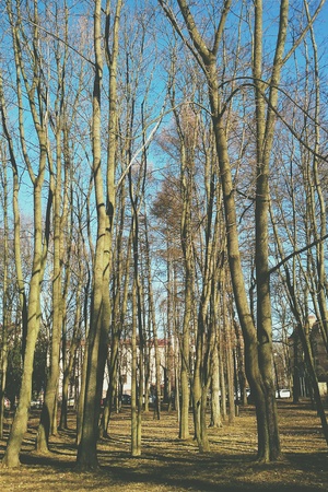 Naked trees in early springの素材
