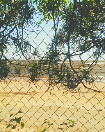 Seashore and pineの素材