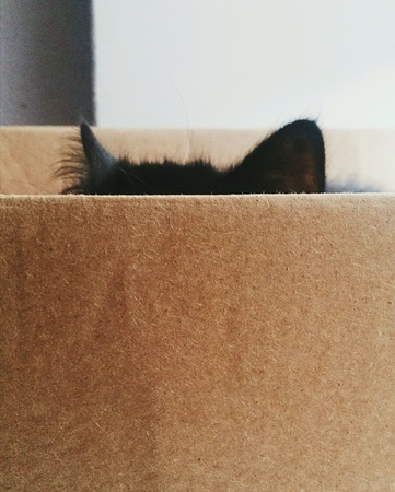 Cat hiding in a boxの素材