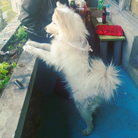 Husky dog playingの写真素材