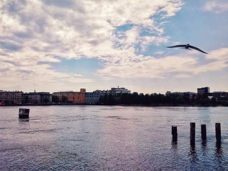 Pink and blue sunset and a seagull over Neva river in St. Petersburg,の写真素材