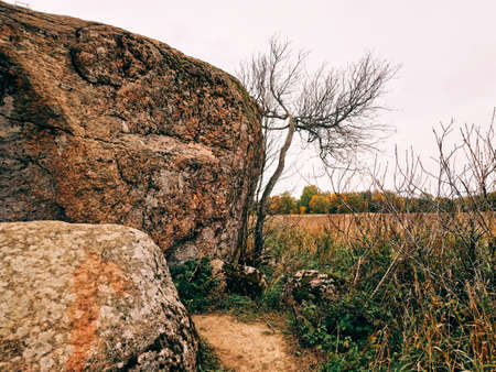 Two Boulders and a Naked Tree in a Fieldの写真素材