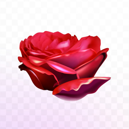 Realistic red rose on transparent background. EPS 10 vector file includedのイラスト素材