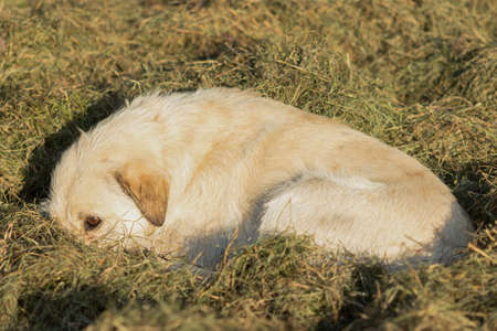 Outbred dog in the hay. Village style. Autumn mood. Sad dog.