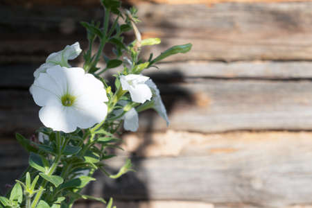 White petunia on the wooden background.の写真素材