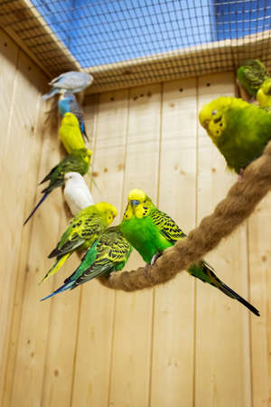 Cute green budgies parrot sits on the rope. Vertical orientation