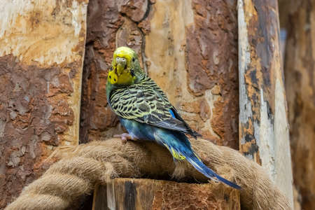Budgie parrot is sitting on the rope on the wood. Portrait of a bird.の写真素材