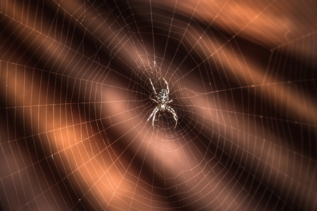 Cobweb with spiderの写真素材