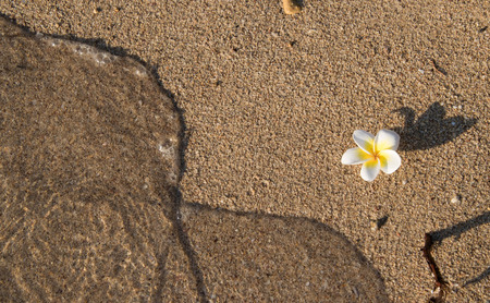 frangipani and sea waveの写真素材