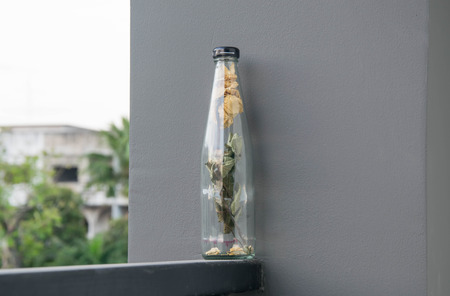dead rose flower in bottlesの写真素材