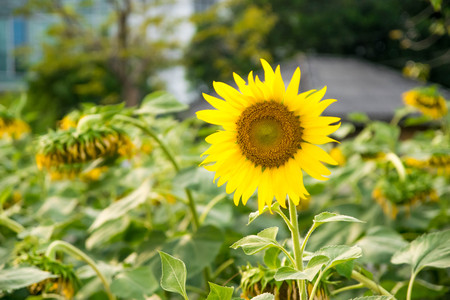 natural flower