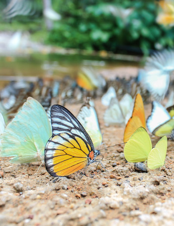 Cluster of butterflies on the groundの写真素材