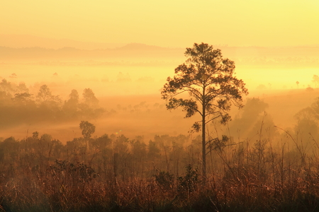 A tree in the morning sunlightの写真素材
